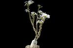 Pachypodium succulentum H. 40  € 28.00